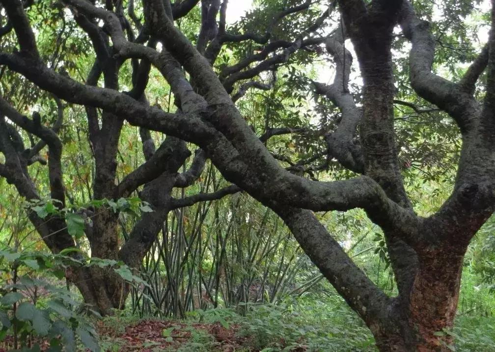 这水果都吃过，却不知树身很名贵，入水就沉，少有人认识