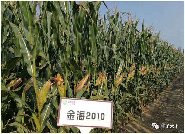 山东金海种业玉米种,全国十大玉米种业公司主打品种