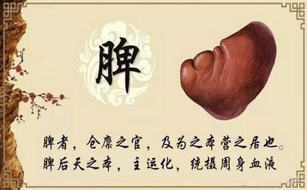 中医脾不摄血,脾不统血的症状和表现