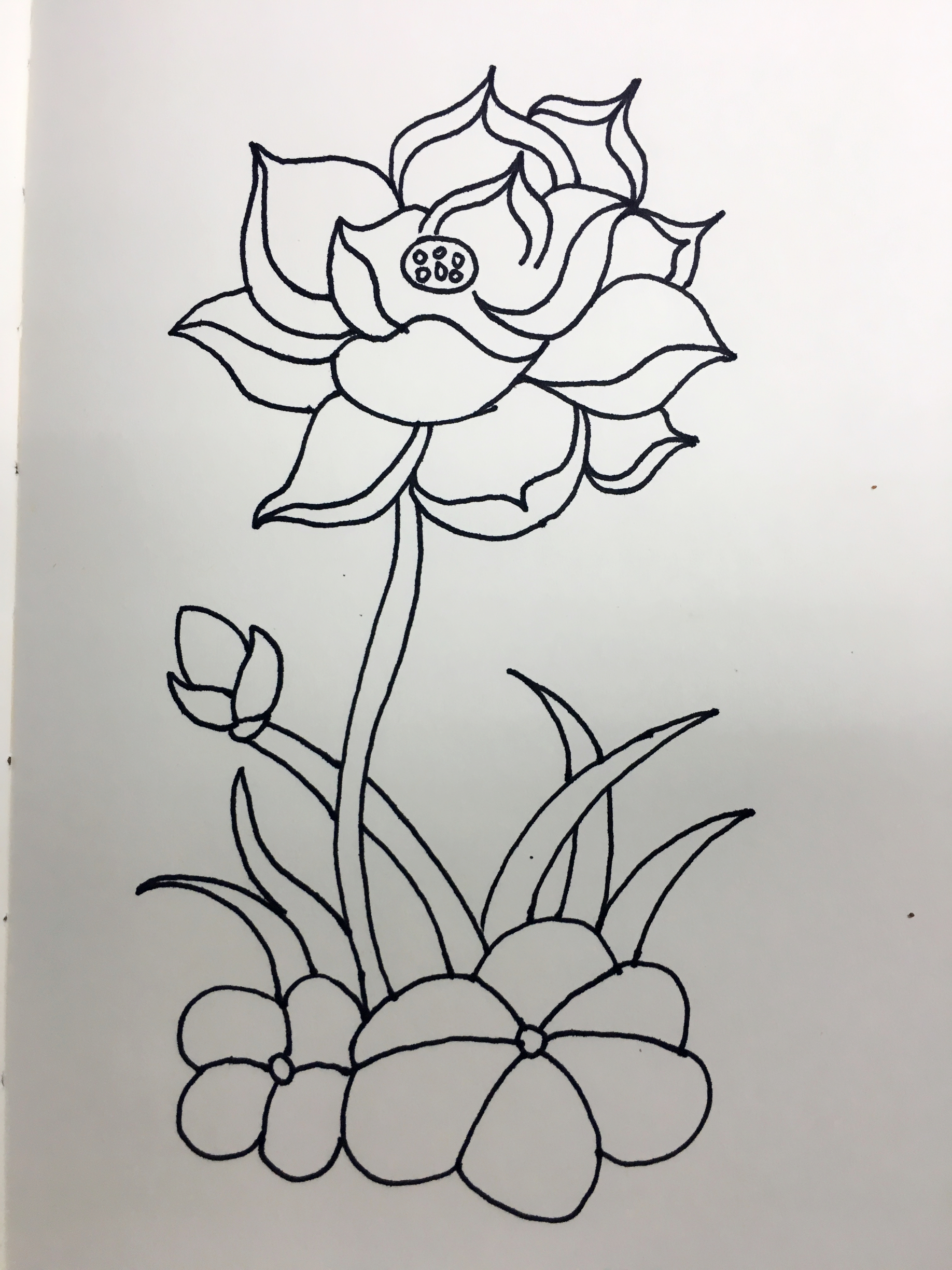 简单画荷花的步骤图解,画荷花好看又简单的教程