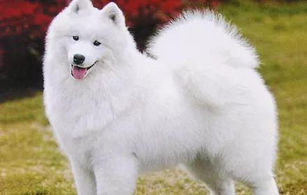 最受欢迎的小型犬排行,最受欢迎的名犬