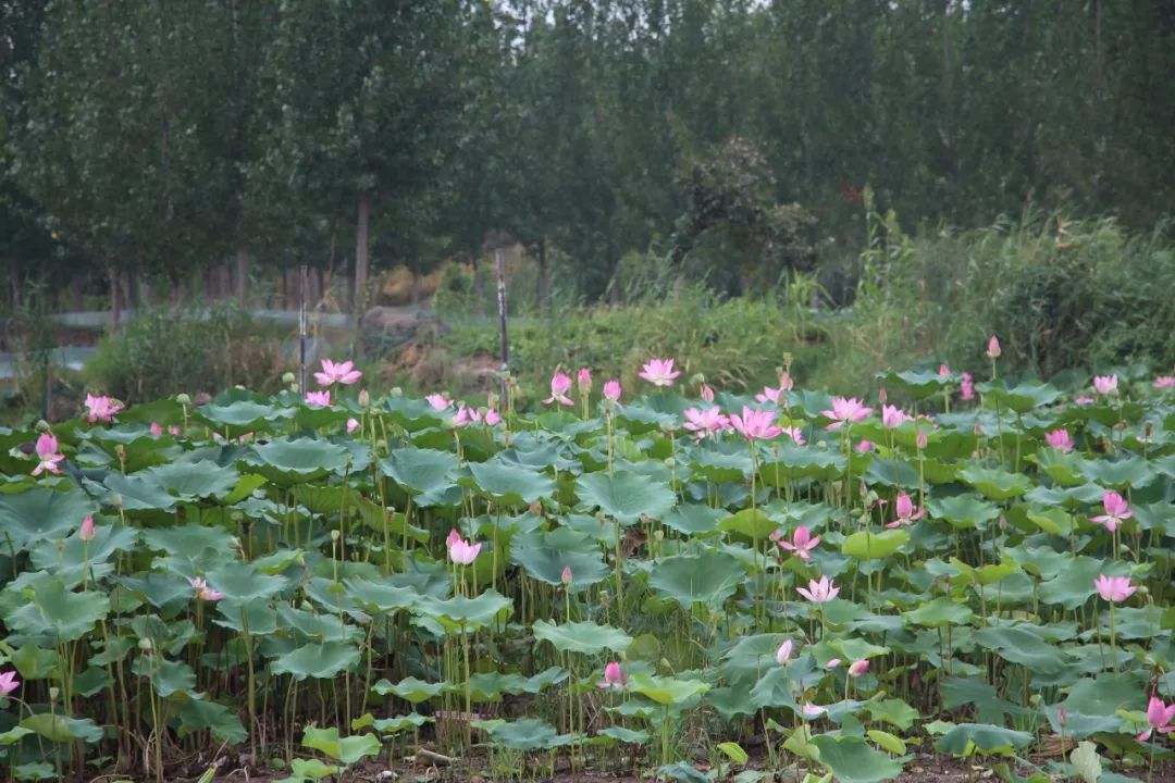微山湖荷花节在哪里开幕,微山湖荷花节已经成功举办了几届