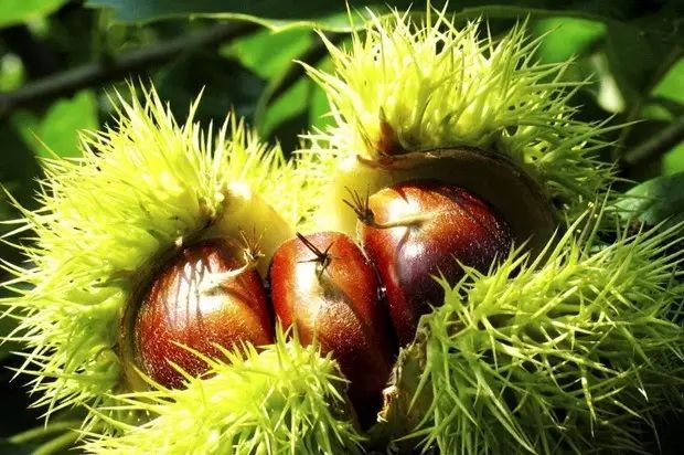 这四种坚果最好别吃,坚果的9大禁忌