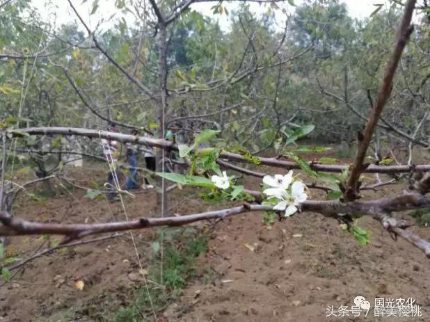 夏天高温对樱桃树的影响,高温对樱桃幼果期的影响