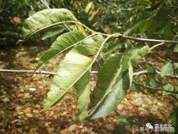 夏天高温对樱桃树的影响,高温对樱桃幼果期的影响