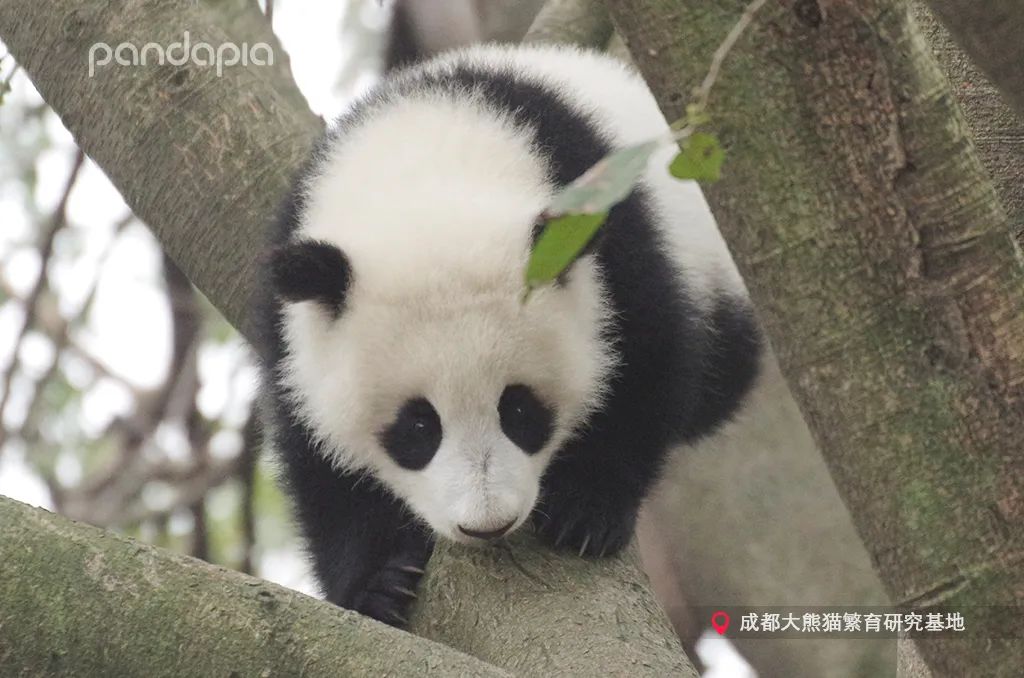 只要肯努力丑小鸭也能变成白天鹅,只要肯努力可以逆袭吗