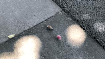 「美文游记征集大赛」No.133光阴缓缓,日子懒懒——在缙云的夏日时光