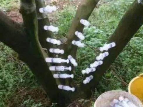 广西柑橘黄龙病在可控范围吗,柑橘黄龙病注射药物治疗方法