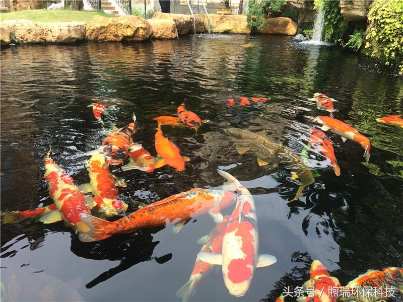 锦鲤鱼池过滤系统教程全过程,锦鲤鱼池过滤系统推荐