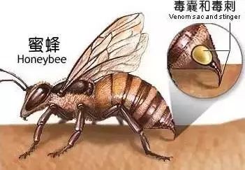 被蜜蜂蛰了的死亡率有多少,人被蜜蜂蛰了人会死吗
