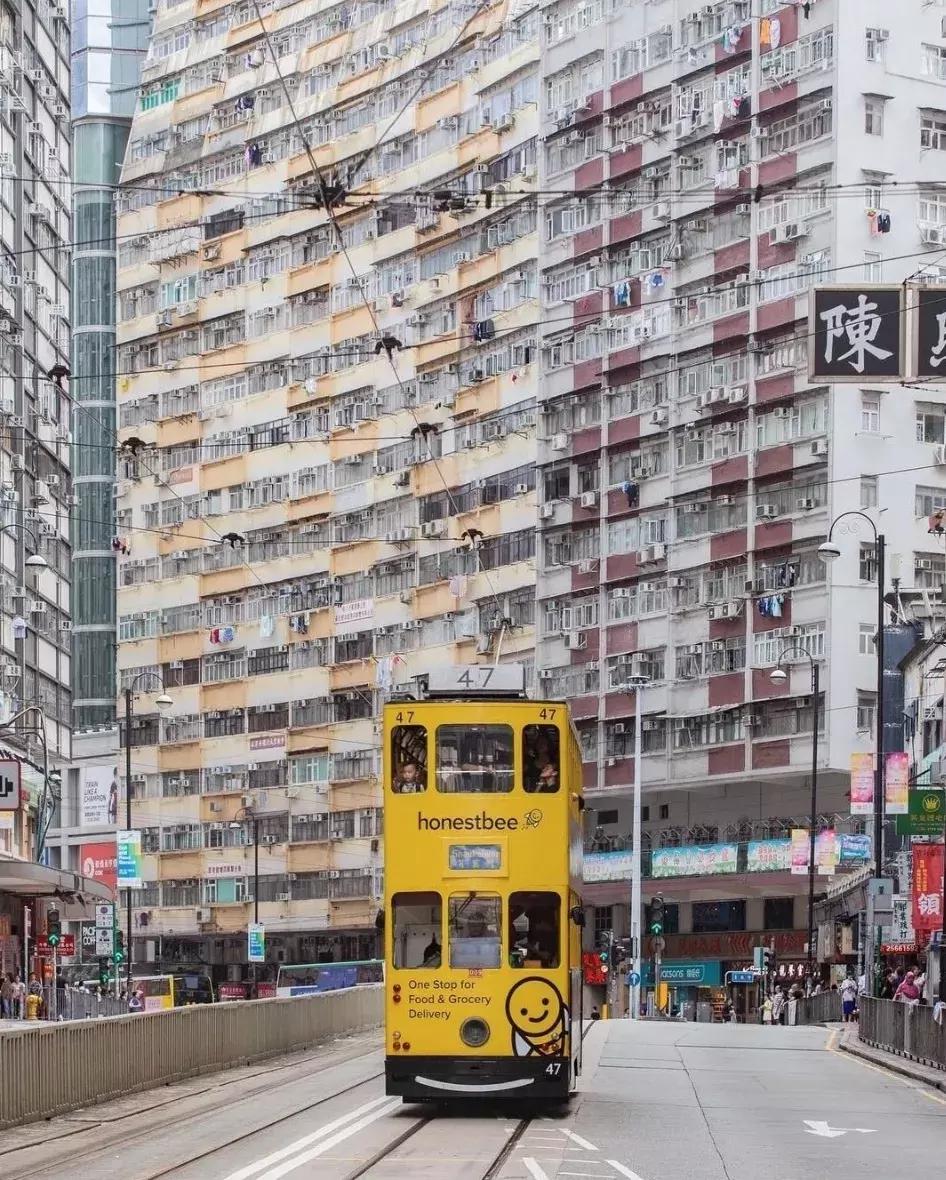 香港—连鸽子都已经习惯了“叮叮车”的节奏