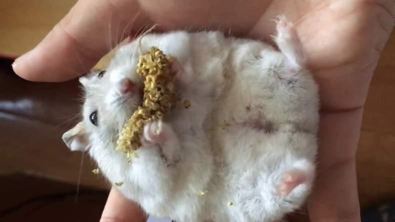 怎样摸仓鼠让仓鼠上手,新手养仓鼠怎么让仓鼠上手不咬人