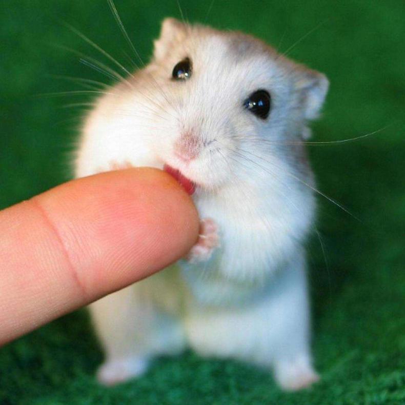 怎样摸仓鼠让仓鼠上手,新手养仓鼠怎么让仓鼠上手不咬人