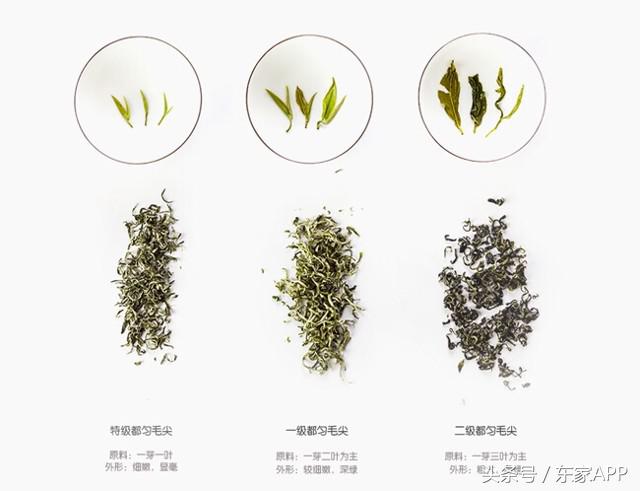 中国十大名茶有都匀毛尖吗,中国十大名茶都匀毛尖山间之茗