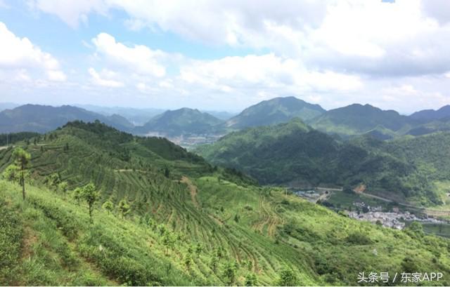 中国十大名茶有都匀毛尖吗,中国十大名茶都匀毛尖山间之茗