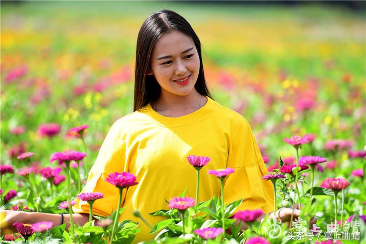 罗平七色花海,广东罗平七彩花田