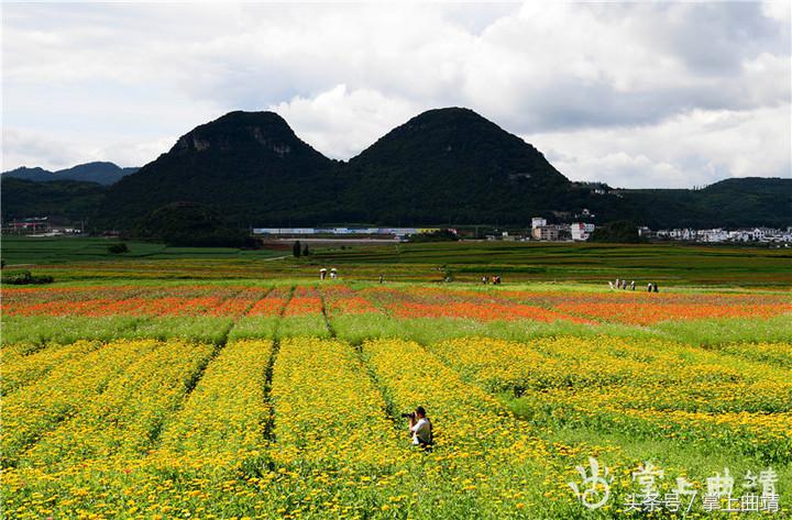 罗平七色花海,广东罗平七彩花田