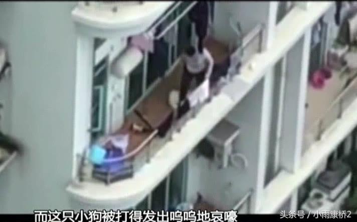 男子暴打邻居宠物狗,男子疯狂殴打流浪狗