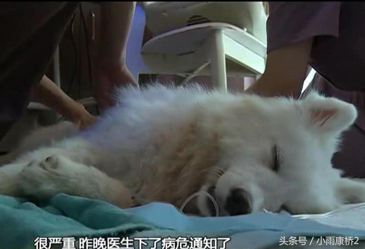 男子暴打邻居宠物狗,男子疯狂殴打流浪狗