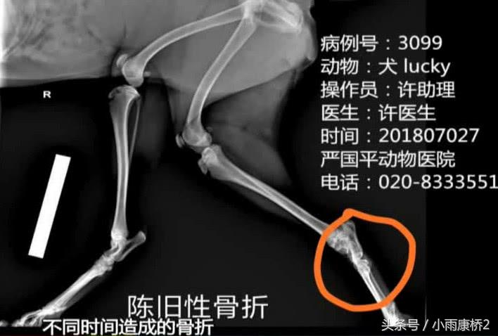 男子暴打邻居宠物狗,男子疯狂殴打流浪狗