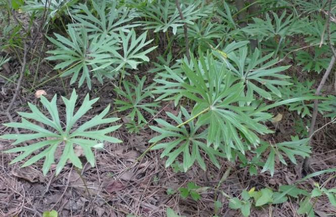 一种不知名的野草还卖到几十块钱,农村有一种神奇的野草