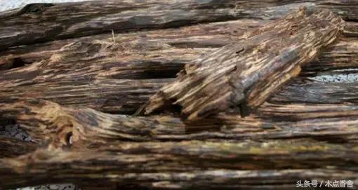 斜叶檀滥竽充数小叶降真香