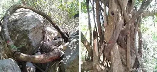 斜叶檀滥竽充数小叶降真香