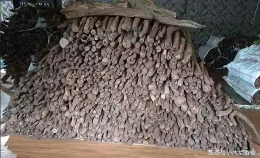 斜叶檀滥竽充数小叶降真香