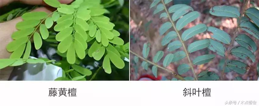 斜叶檀滥竽充数小叶降真香