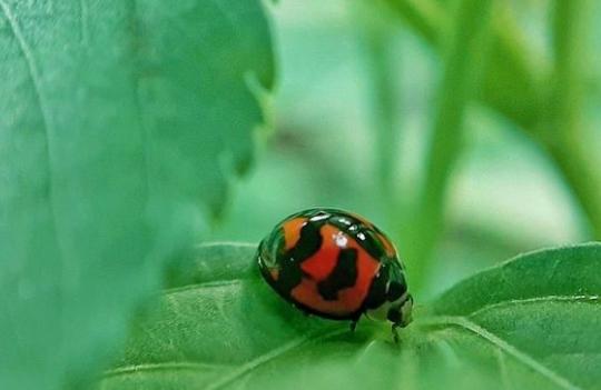 手机外挂微距镜头有用吗,手机加镜头能拍出单反的效果吗