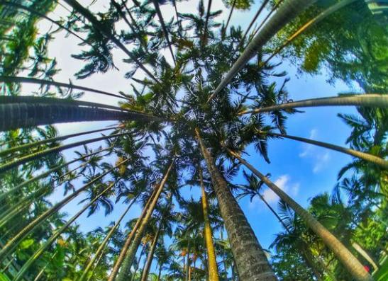 手机外挂微距镜头有用吗,手机加镜头能拍出单反的效果吗