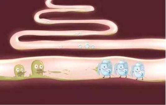 乳酸菌和芽孢杆菌可以一起发酵吗,凝结芽孢杆菌属于乳酸菌吗