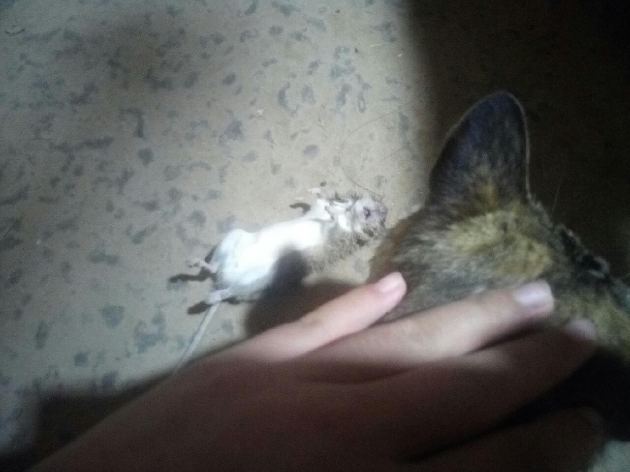 猫咪经常叼老鼠怎么办,猫咪给你叼老鼠怎么办