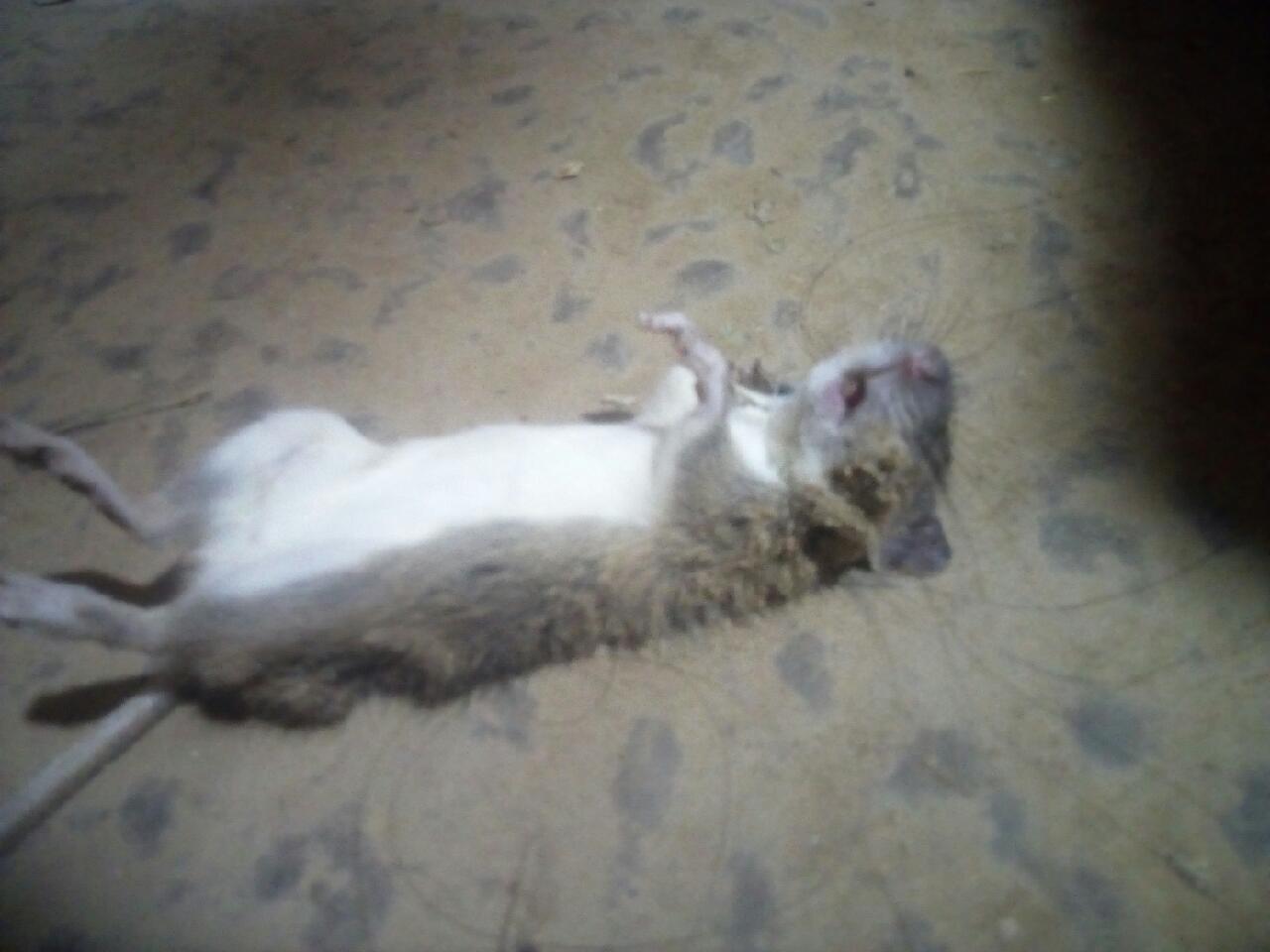 猫咪经常叼老鼠怎么办,猫咪给你叼老鼠怎么办