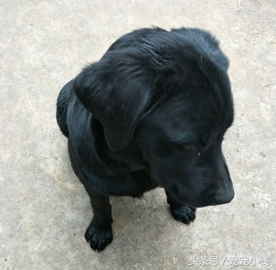 几百到几千的拉布拉多犬,如何辨别拉布拉多狗狗是否是纯种