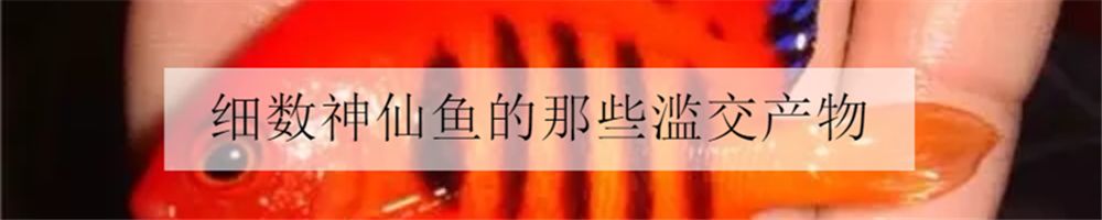 新手玩草缸3年的心得体会,草缸入坑指南