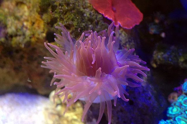 新手玩草缸3年的心得体会,草缸入坑指南