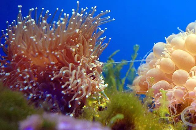 新手玩草缸3年的心得体会,草缸入坑指南