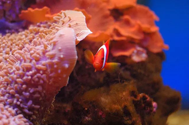 新手玩草缸3年的心得体会,草缸入坑指南