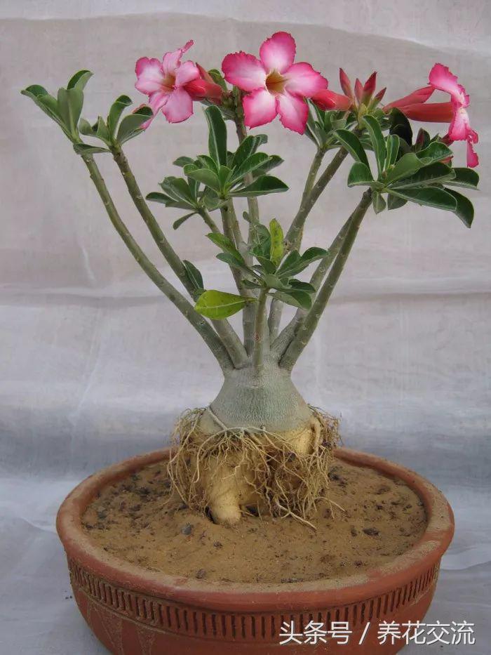 适合办公室桌上的盆栽植物图片,适合办公室桌面容易养的植物