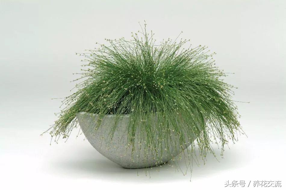 适合办公室桌上的盆栽植物图片,适合办公室桌面容易养的植物