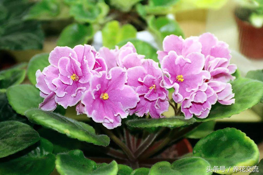 适合办公室桌上的盆栽植物图片,适合办公室桌面容易养的植物