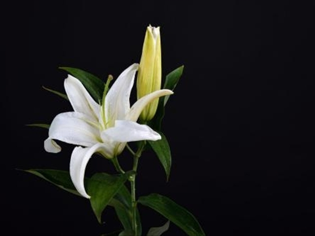 养的百合花为什么叶子发黄,为什么自己的百合花干不硬