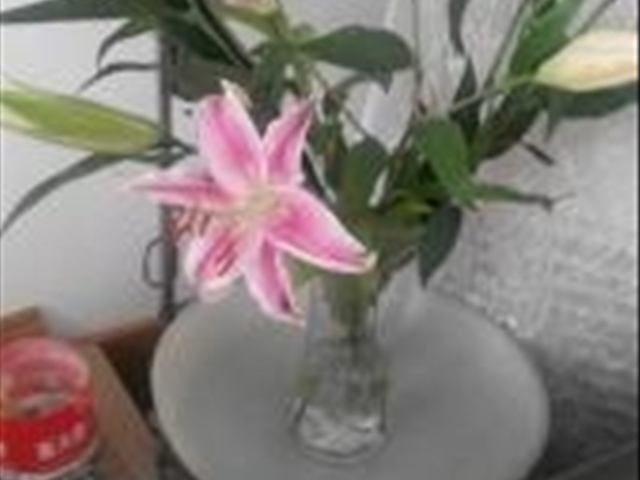 养的百合花为什么叶子发黄,为什么自己的百合花干不硬