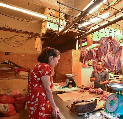 农村媳妇点子多当起“好猪”中介！家庭收入又翻倍，月入上万元！