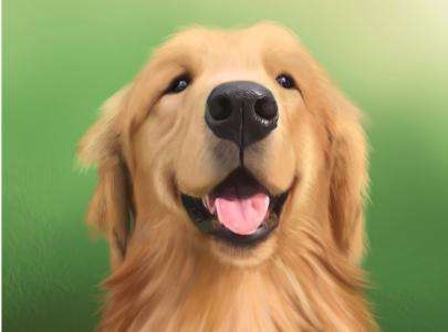 七种狗最好养的方法,四步法快速制止狗的坏习惯