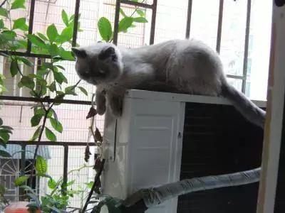 福懋动物诊所西槎路分院,福懋动物医院从化