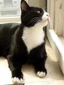 福懋动物诊所西槎路分院,福懋动物医院从化