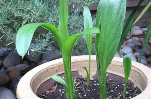 怎样能让马蹄莲花开得更大,马蹄莲花开后怎么处理