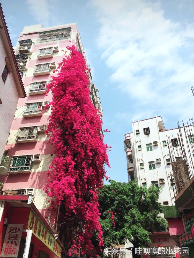 三角梅叶子总是打蔫怎么回事,三角梅叶子皱巴巴什么原因